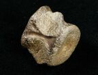 Champsosaurus Vertebrae (Cretaceous Reptile) #10830-1